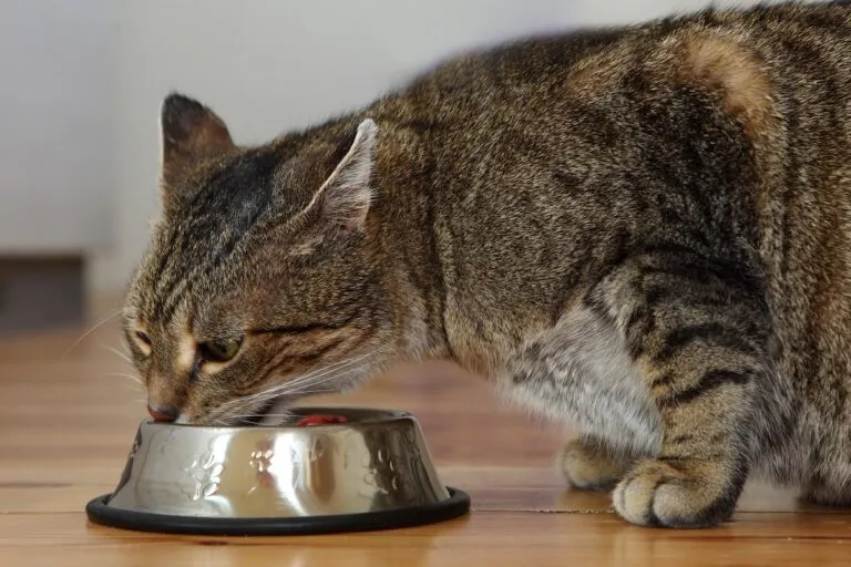 Eine Katze frisst aus einem Napf.