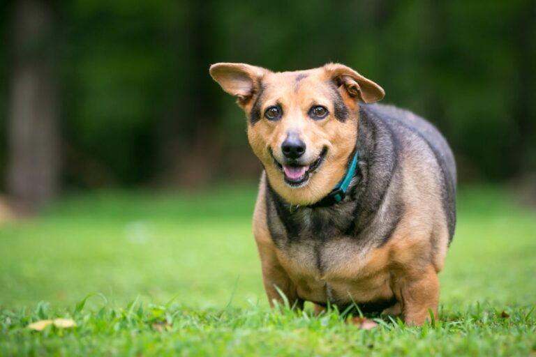 Welsh Corgi hund übergewichtig