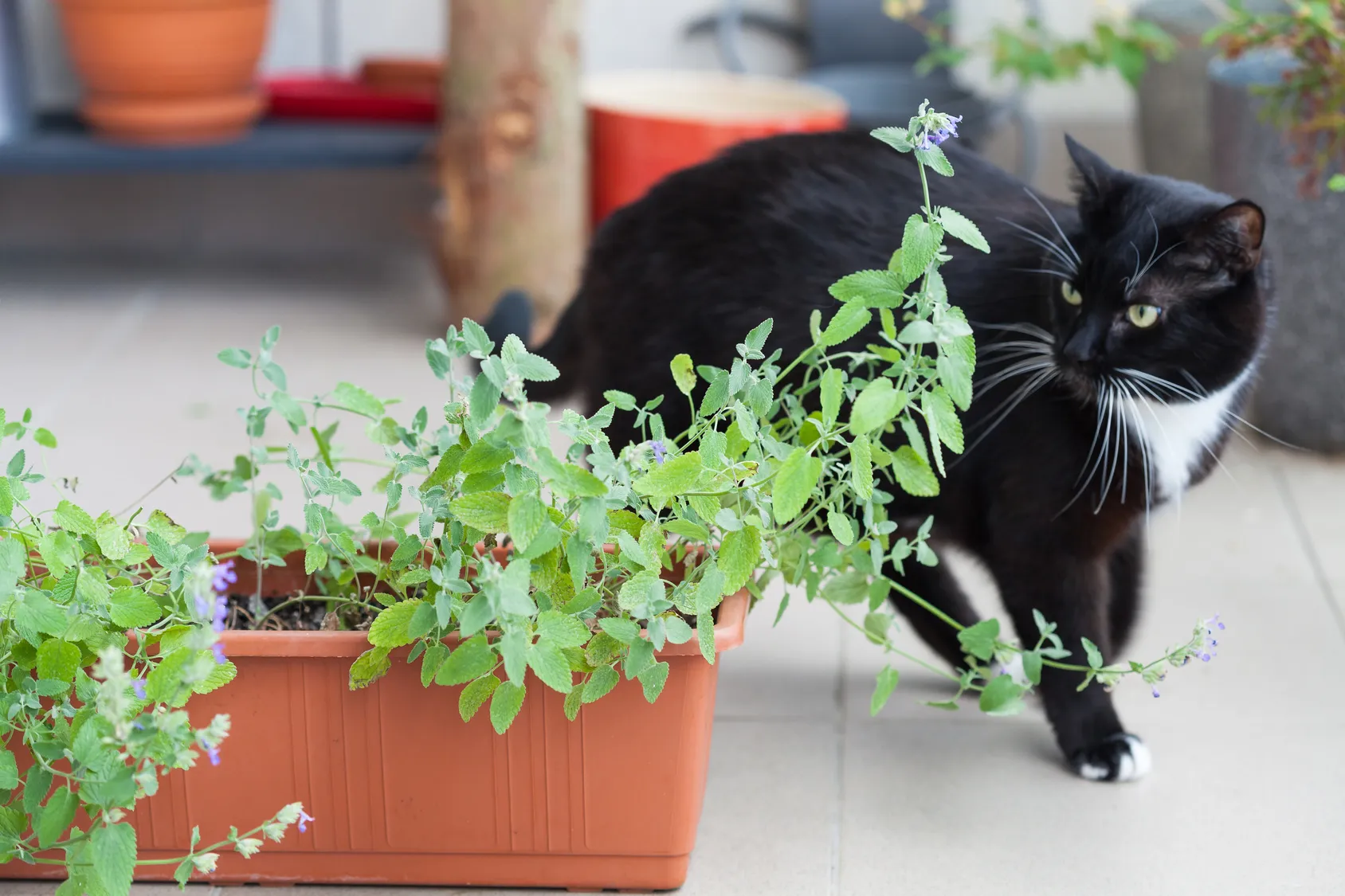 menthe à chat catnip menthe à chat catnip