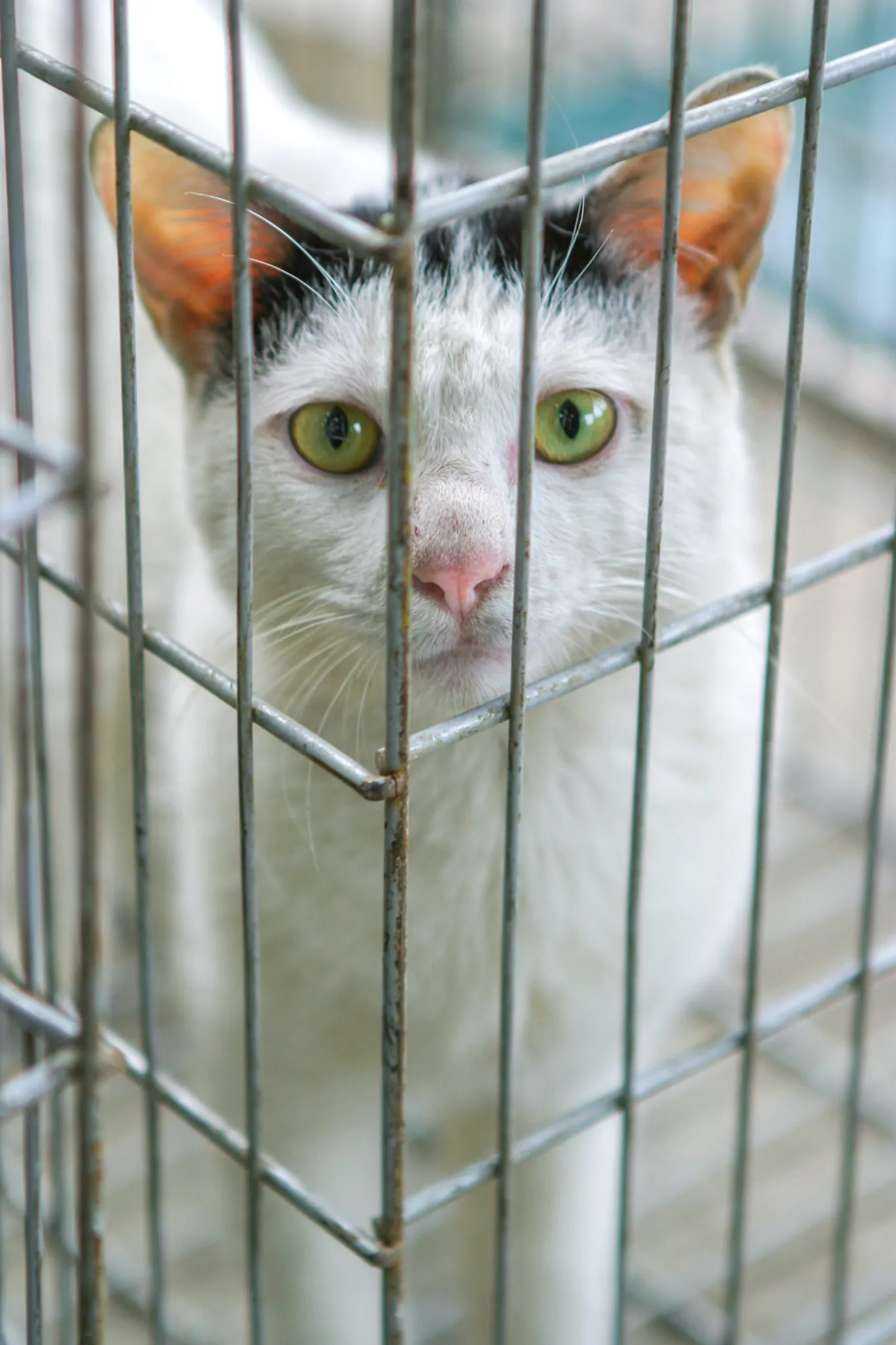 adopter un chaton