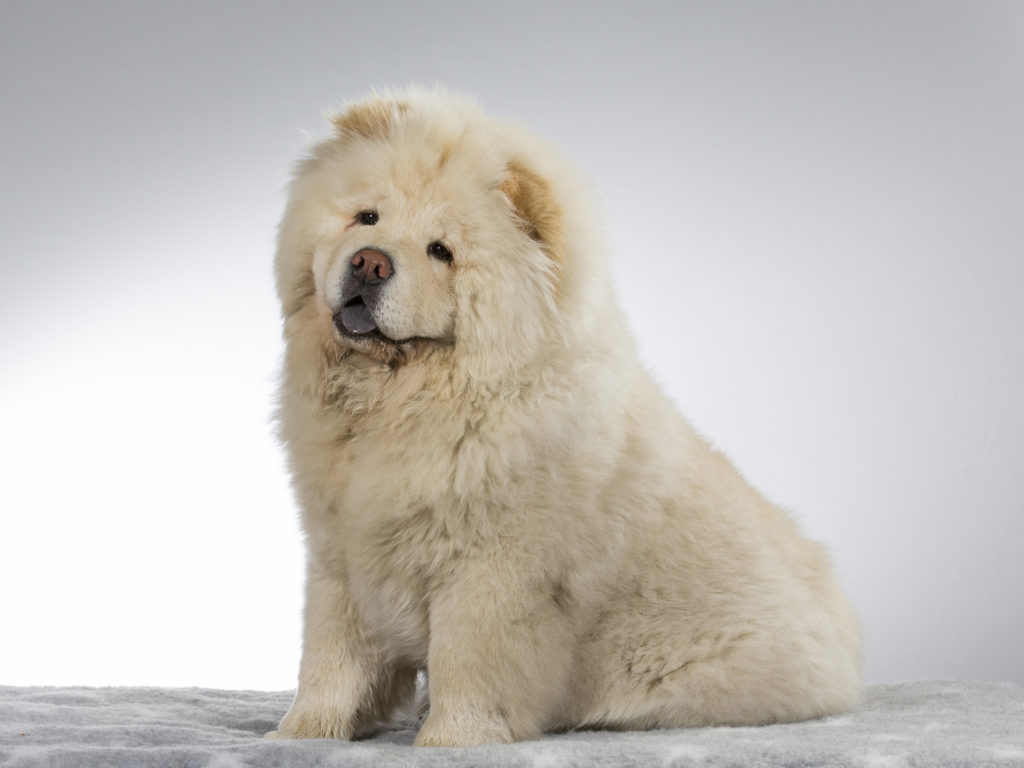 Chow Chow Origine Caractere Sante Soins Magazine Zooplus Suisse