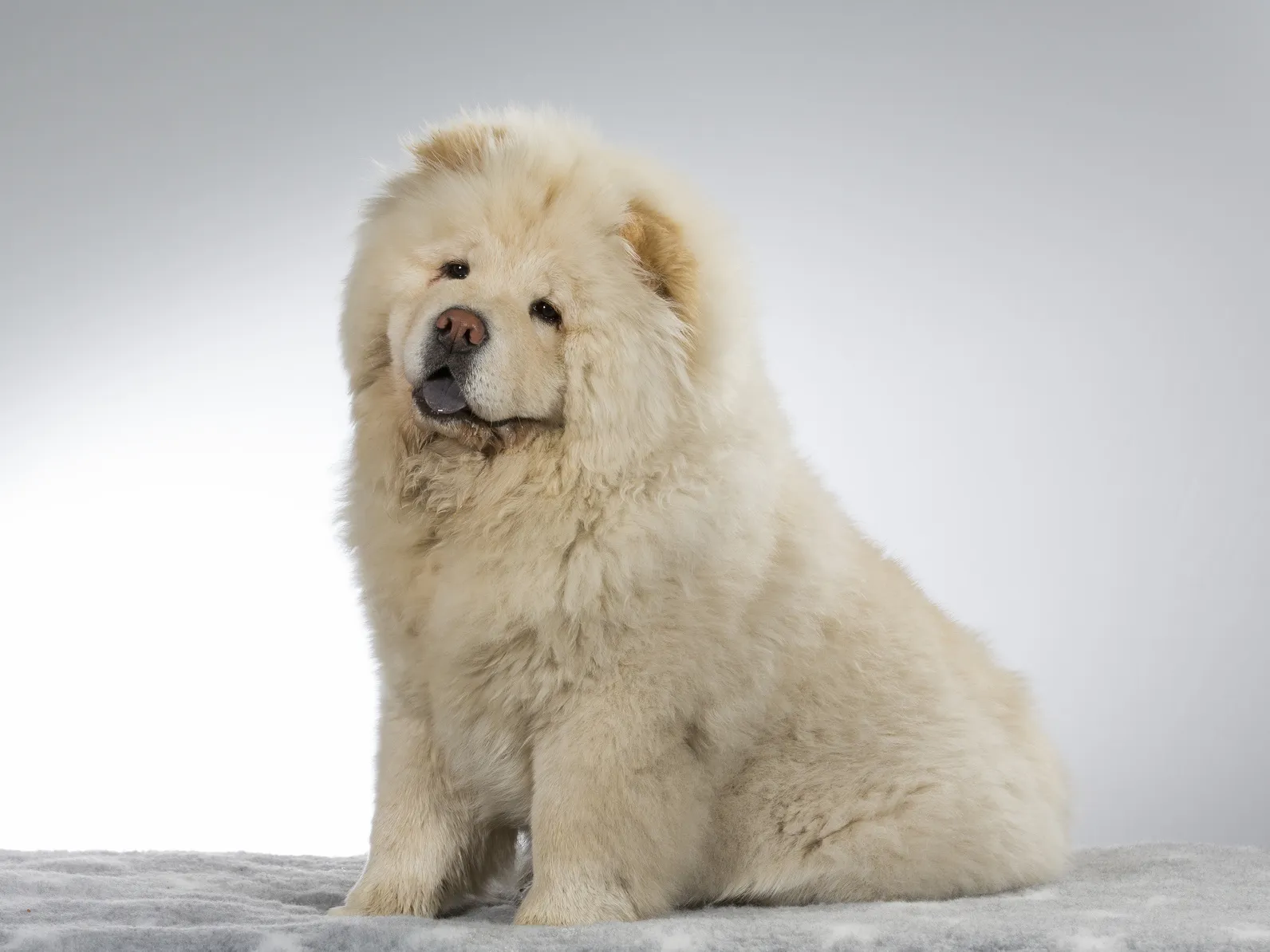 Chow-Chow blanc Chow-Chow blanc