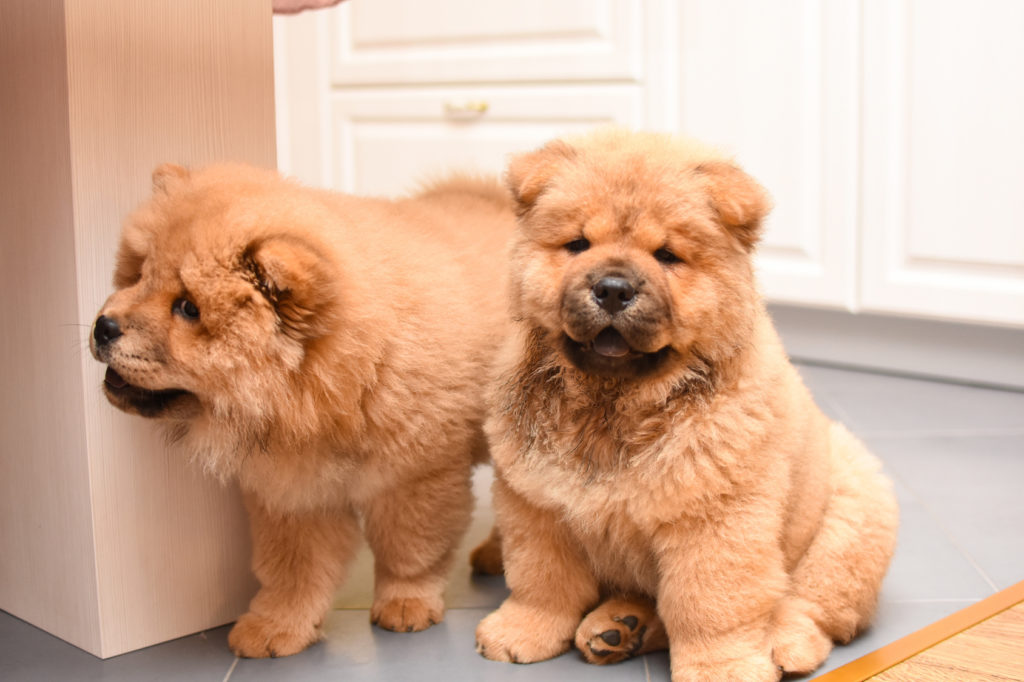 Chow Chow Origine Caractere Sante Soins Magazine Zooplus Suisse