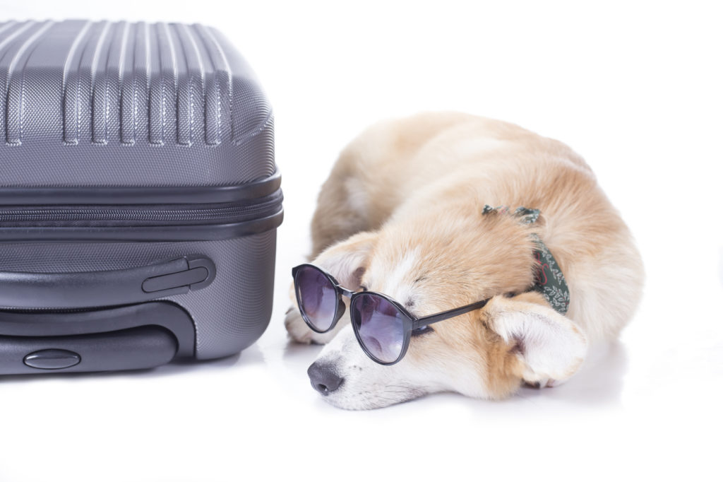 voyager avec son chien voyager avec son chien