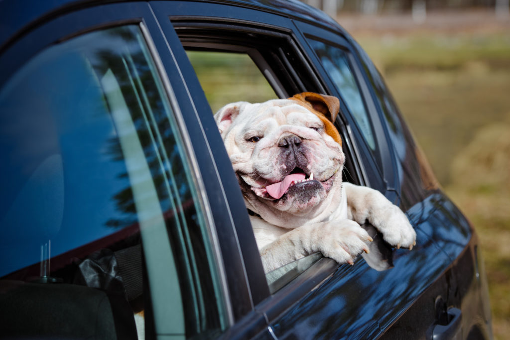 voyager avec son chien : voiture ou avion