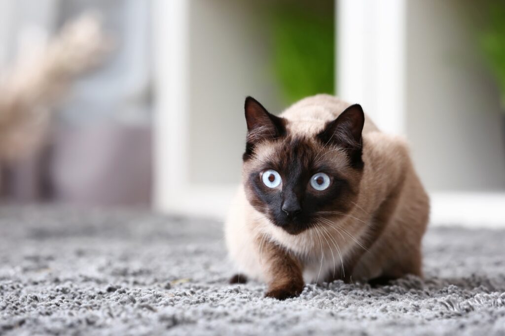chat thai