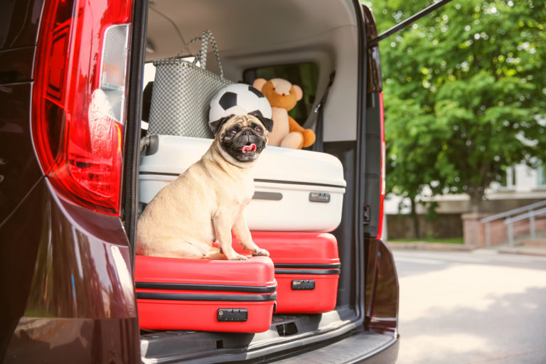 Chien assis sur une valise dans le coffre ouvert de la voiture