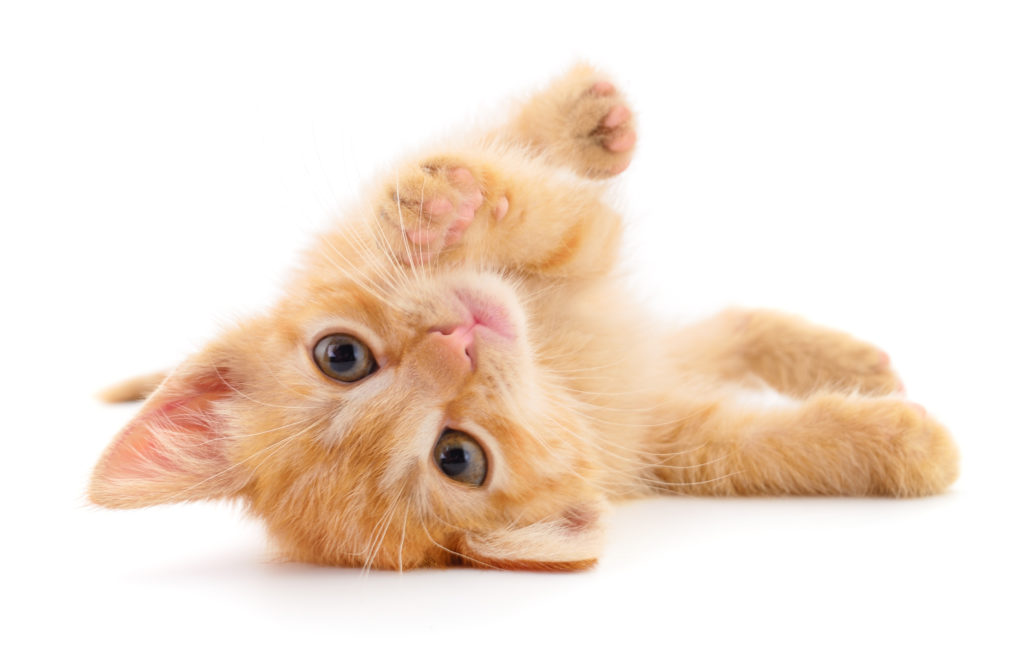 Comment nourrir son chaton chaton roux bien nourri
