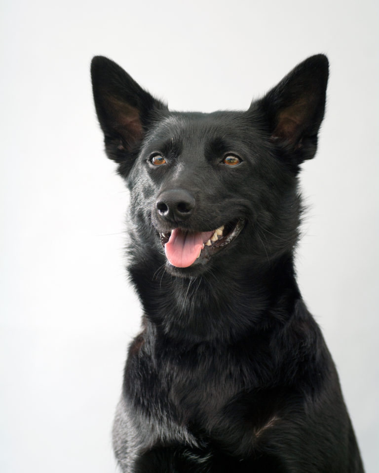 Kelpie australien