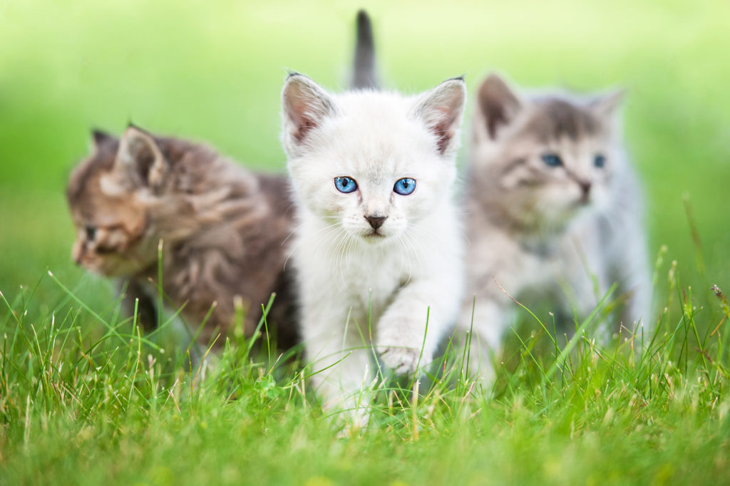 Laisser sortir son chat pour la première fois Magazine zooplus Suisse