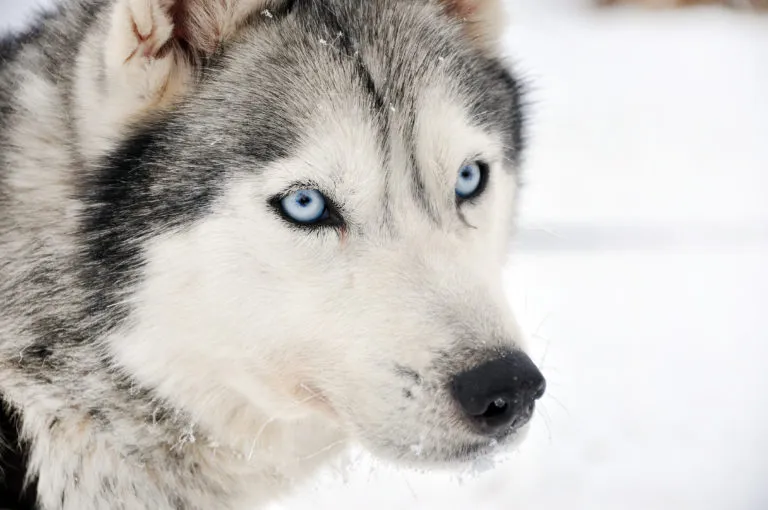 Husky de Sibérie Husky de Sibérie