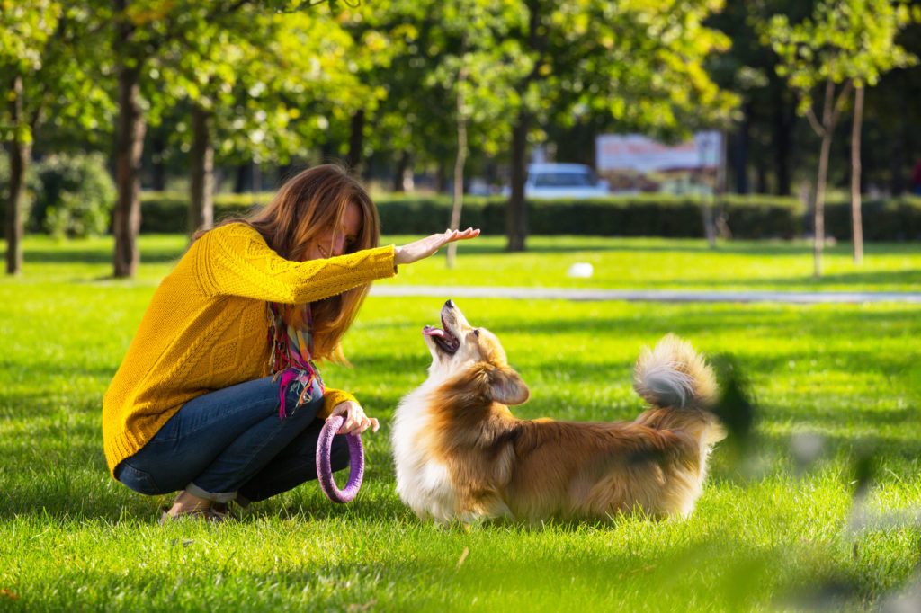 jouer avec son chien