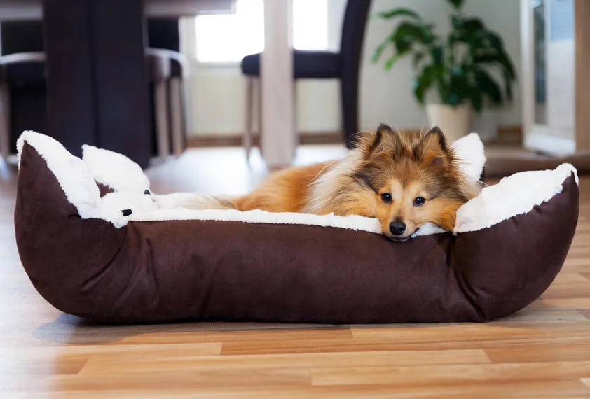 trouver le bon panier pour chien le bon panier pour chien