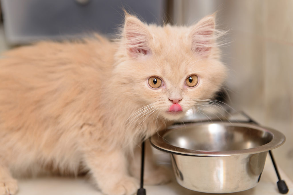 Comment nourrir son chaton chaton qui mange des croquettes
