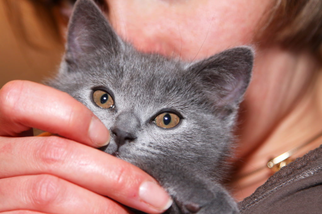 chaton chartreux