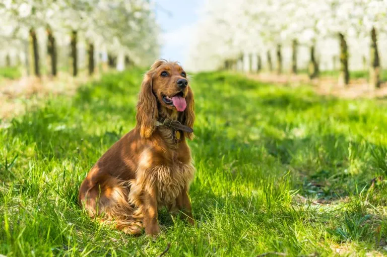 Cocker Spaniel anglais Cocker Spaniel anglais assis dans l´herbe