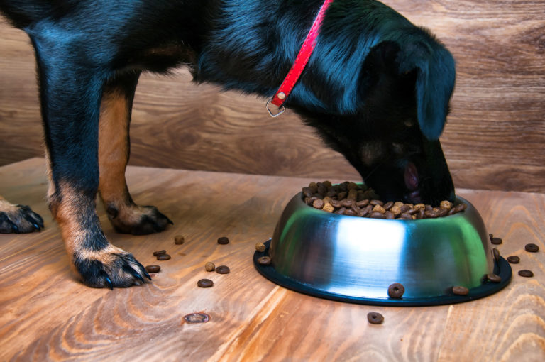 chien âgé qui mange des croquettes