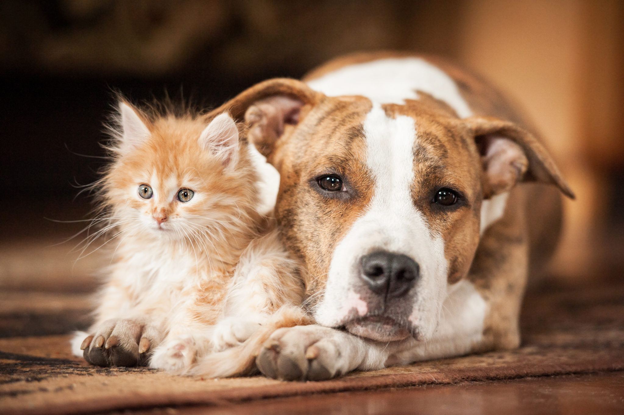 Chien et chat comment les faire cohabiter ? Magazine zooplus Suisse
