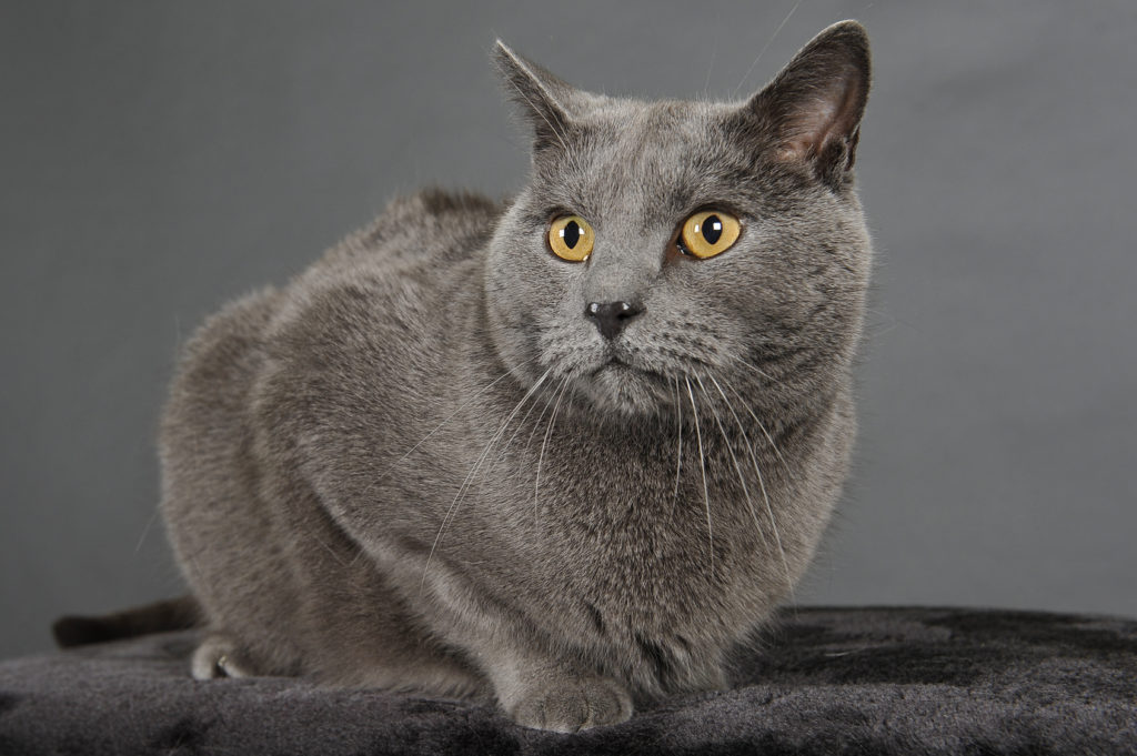 chat chartreux