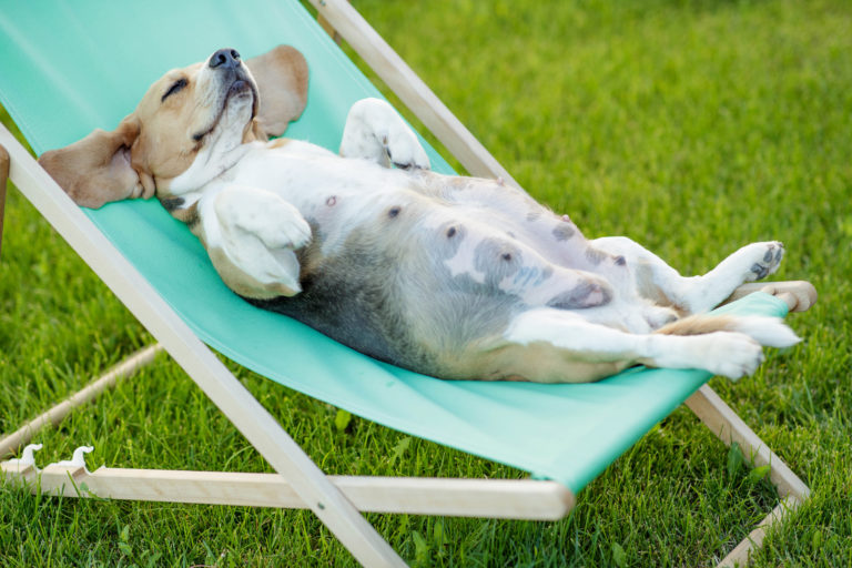 la grossesse nerveuse chez le chien