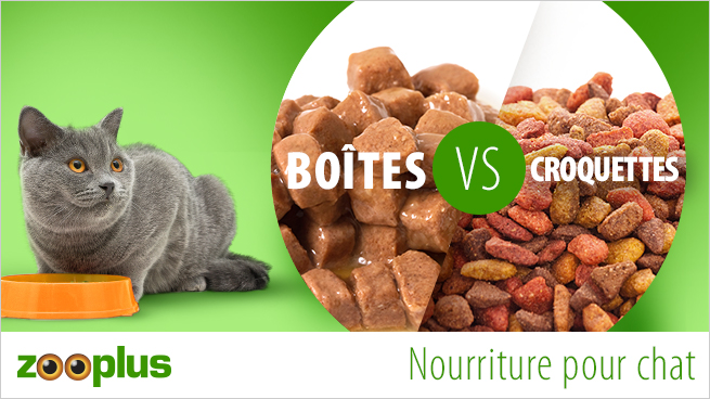 boîtes ou croquettes pour chat