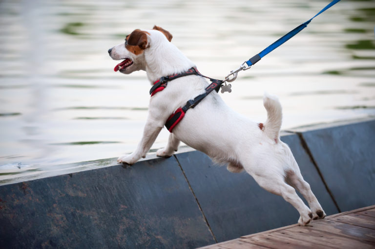 Chien appuyé sur un rebord devant un cour d'eau retenu par sa laisse et son harnais