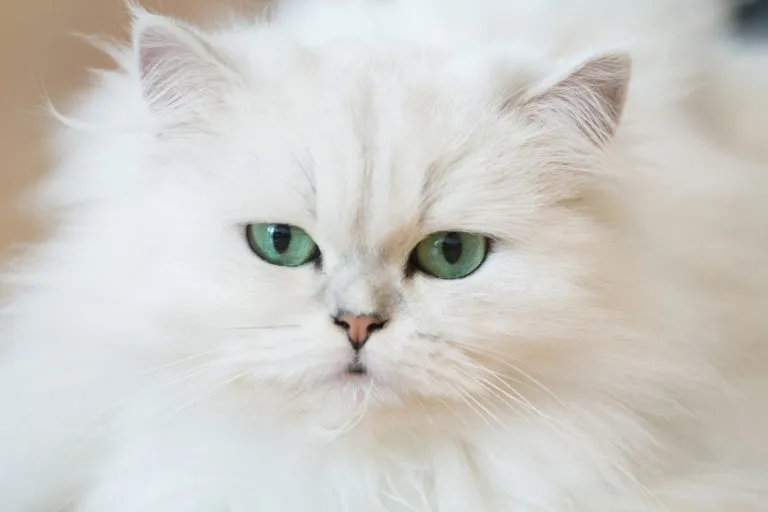 chat Persan