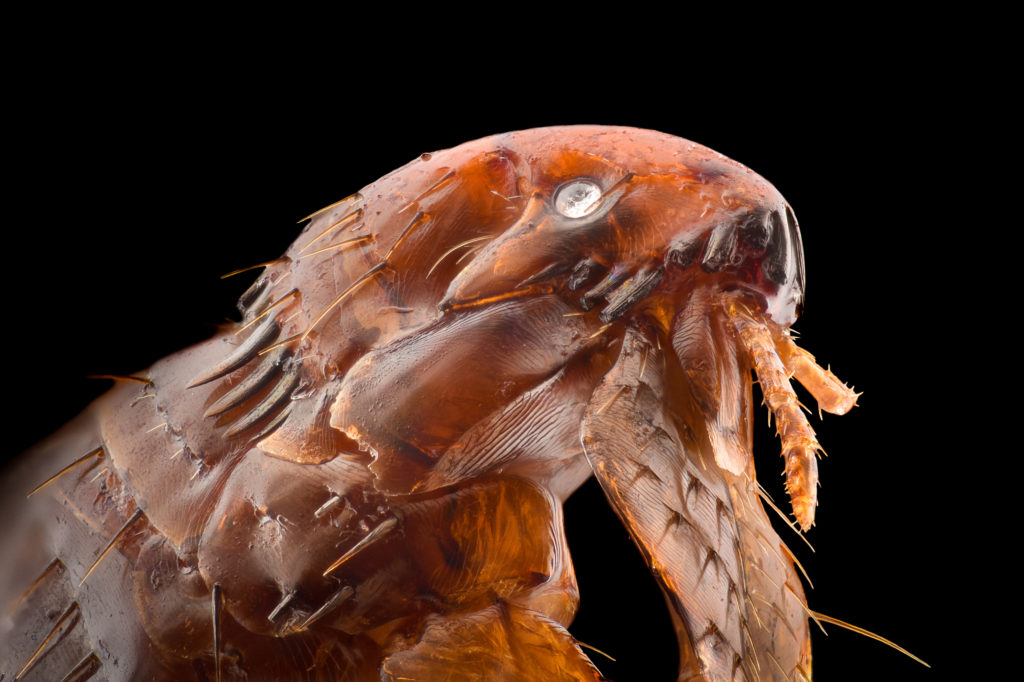 parasites du chat