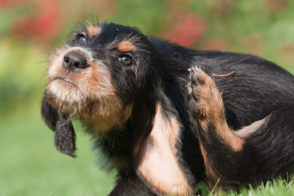 puces et tiques chez le chien : démangeaisons
