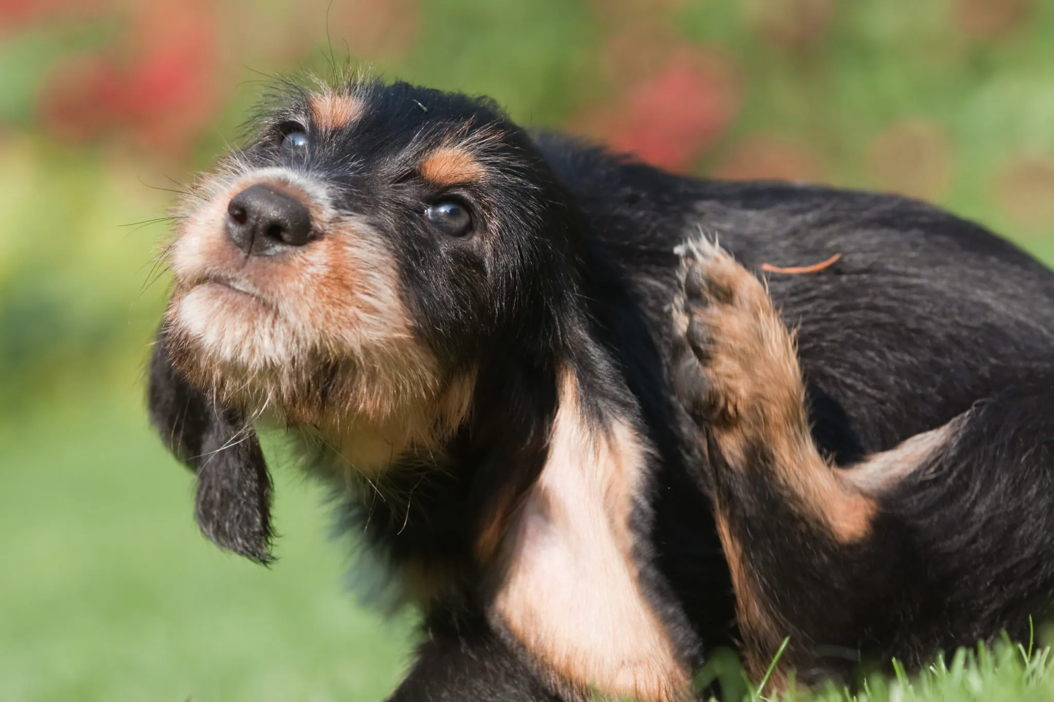 puces et tiques chez le chien