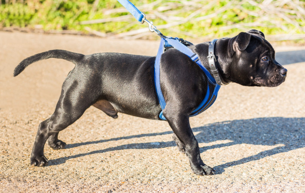 un chien porte un harnais