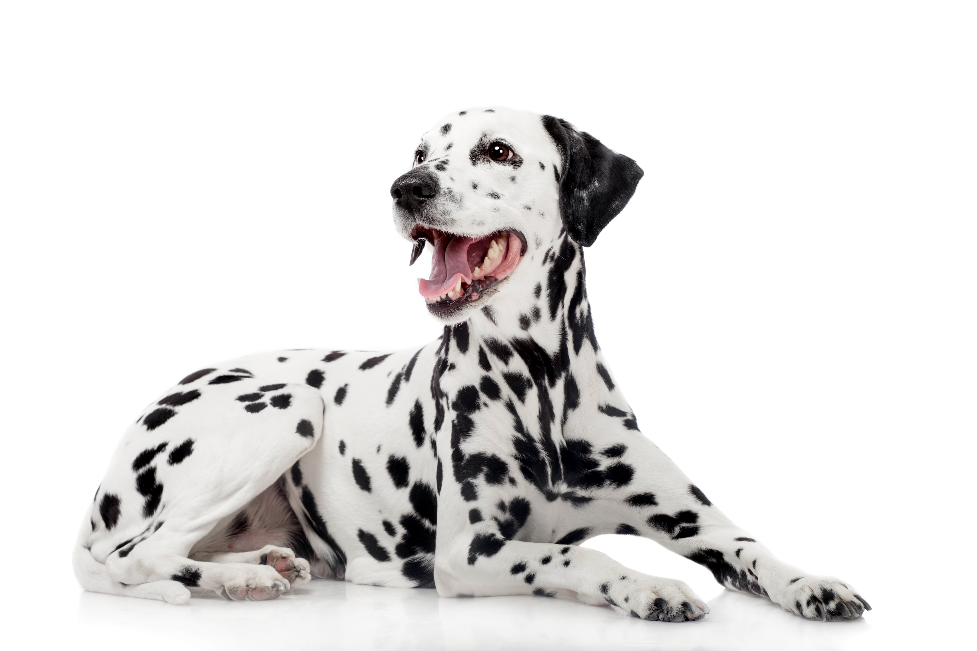 dalmatien a donner suisse anti aging