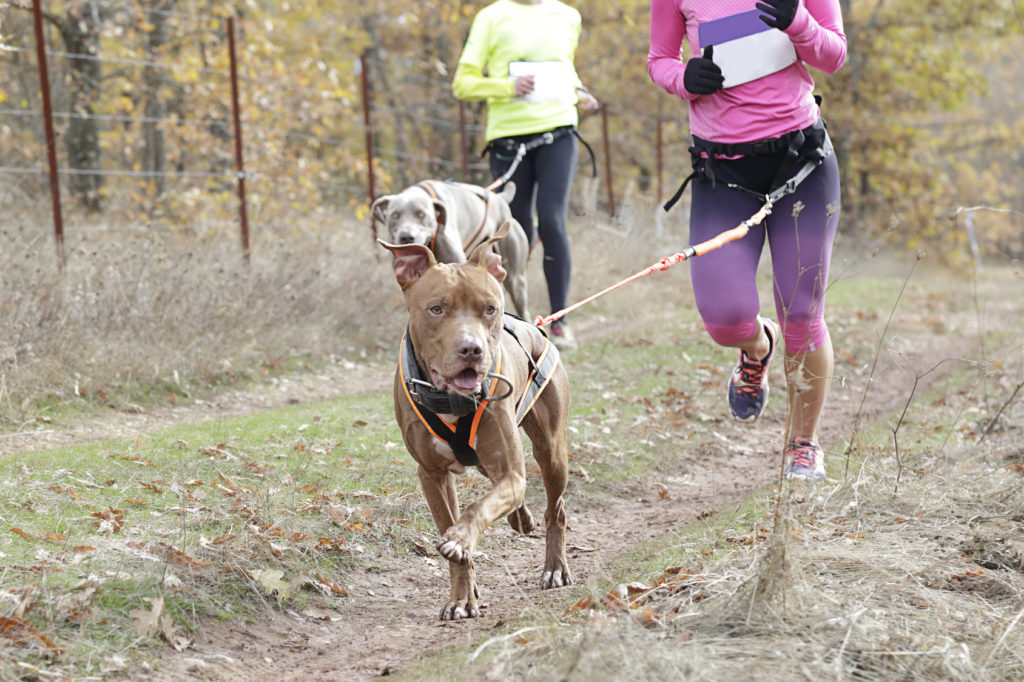 Laisse et ceinture pour courir avec son chien