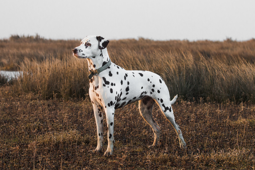 chien dalmatien