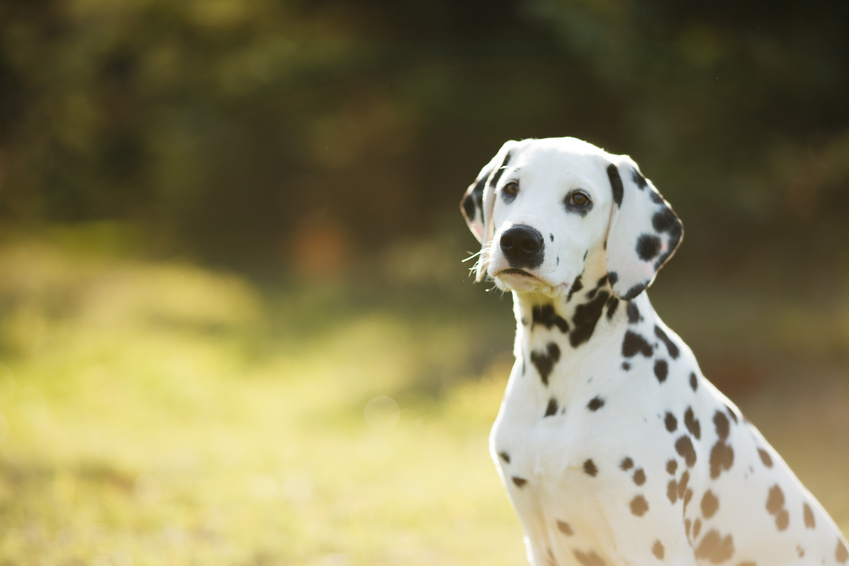 chiot dalmatien chiot dalmatien