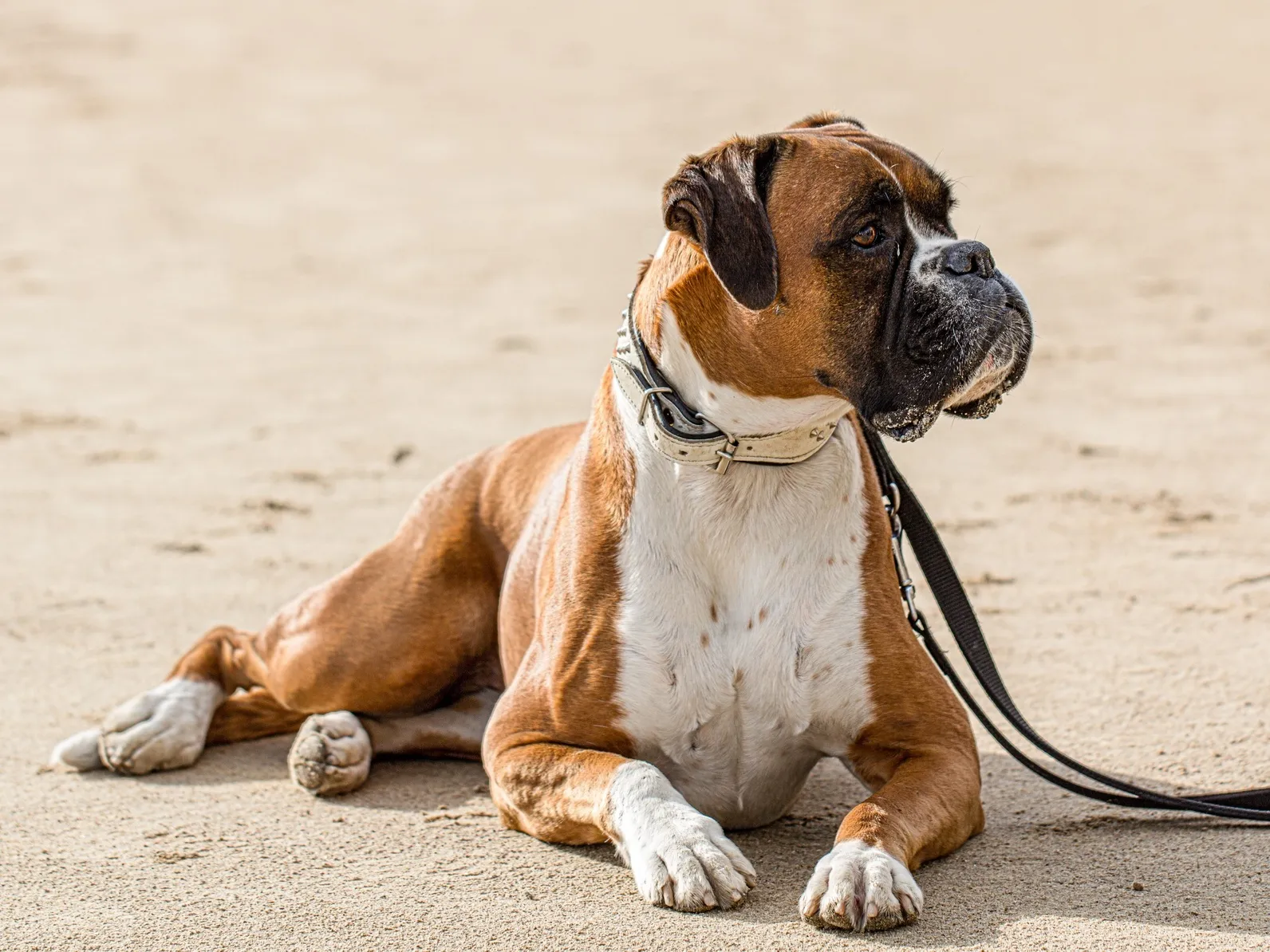 Boxer allemand Boxer allemand
