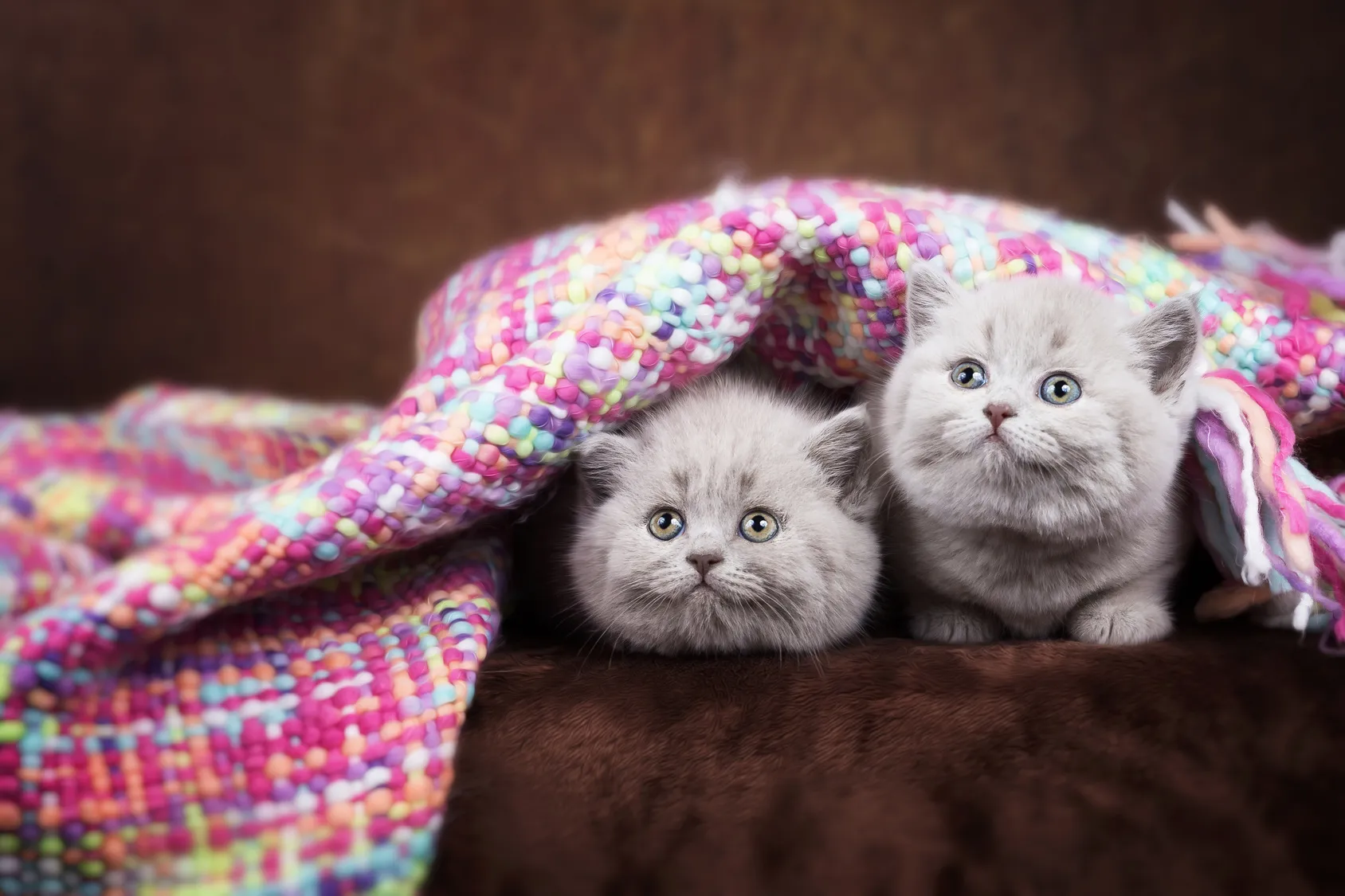 chaton mâle ou femelle deux châtons, mâles ou femelle