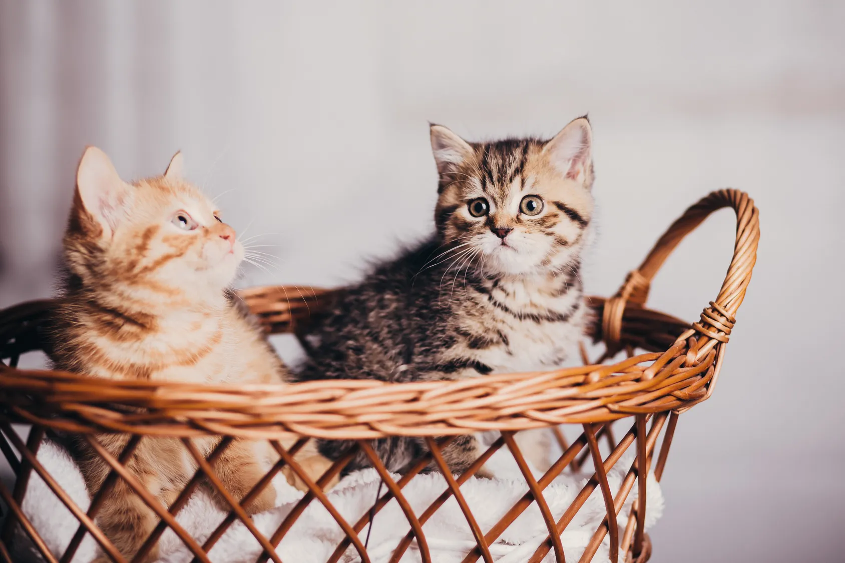 chaton déterminer le sexe d'un chaton