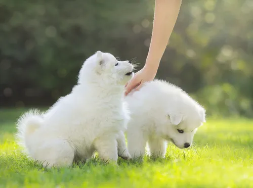 chiots samoyède chiots samoyède