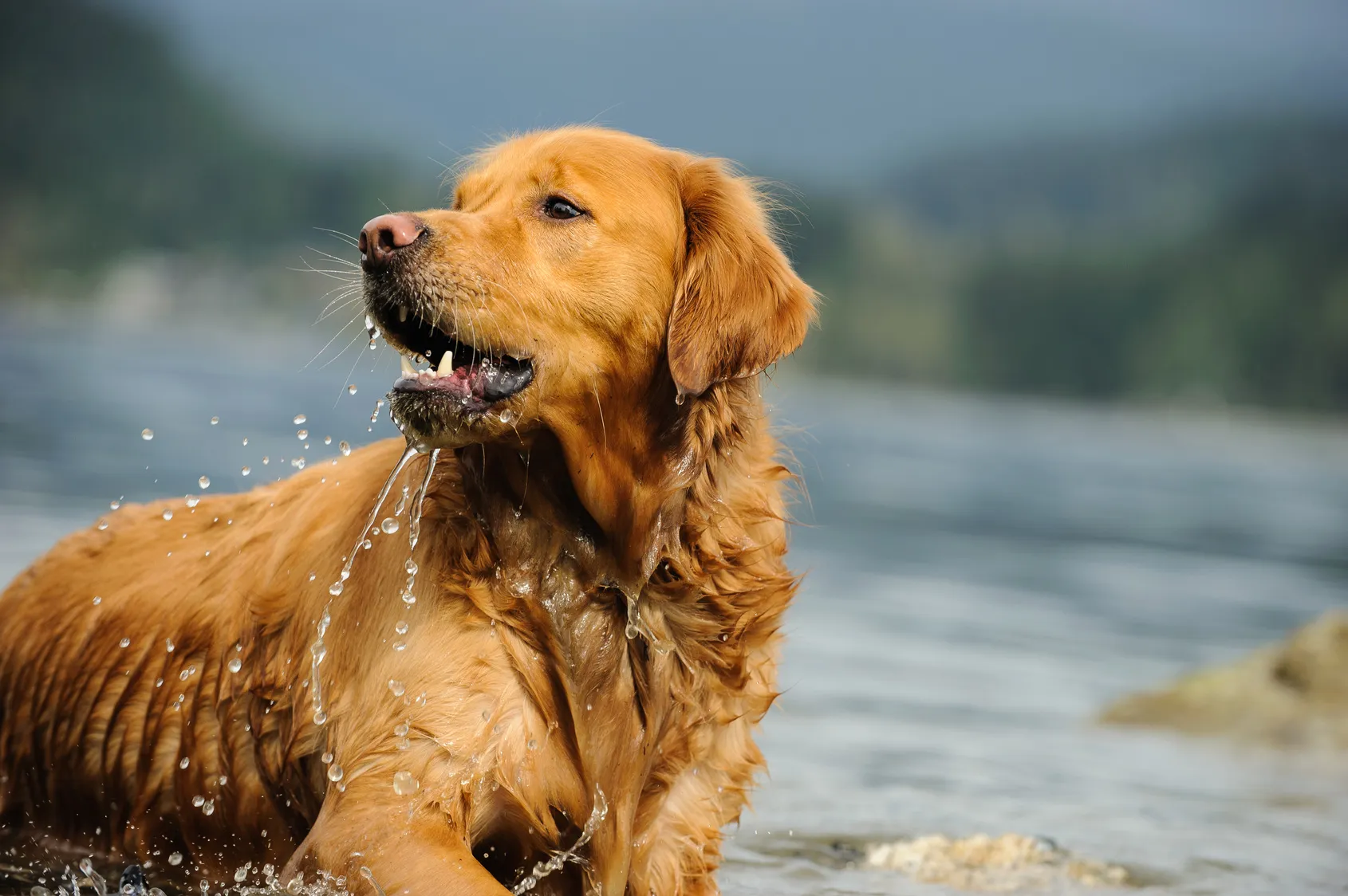 Golden Retriever dans l’eau Golden Retriever dans l'eau