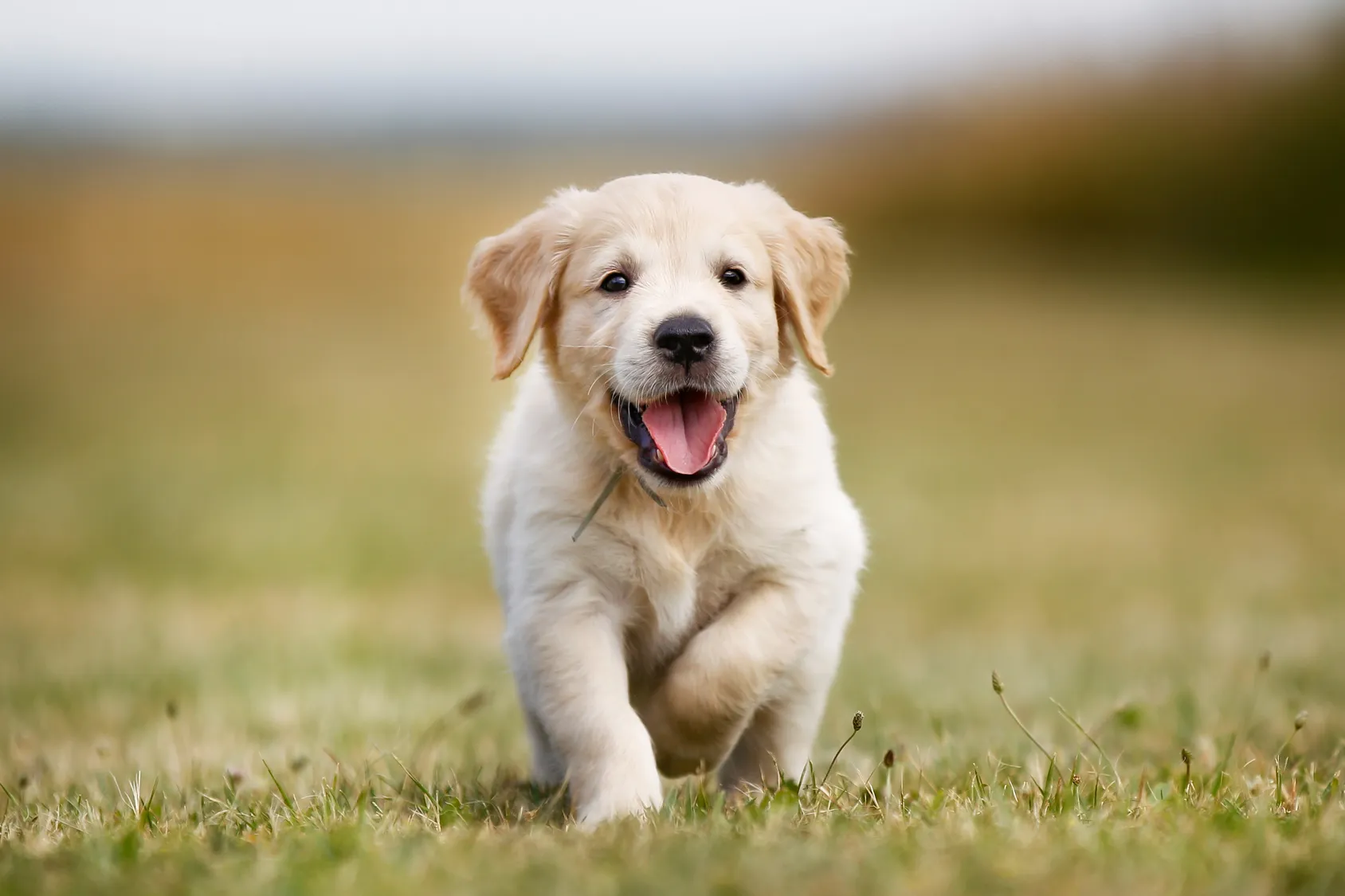 chiot Golden Retriever courant dans l’herbe chiot Golden Retriever courant dans l'herbe
