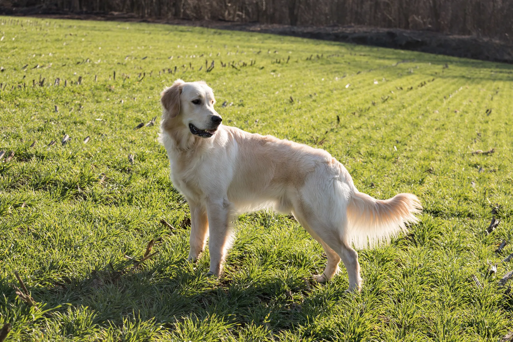 jeune Golden Retriever dans l’herbe jeune Golden Retriever dans l'herbe