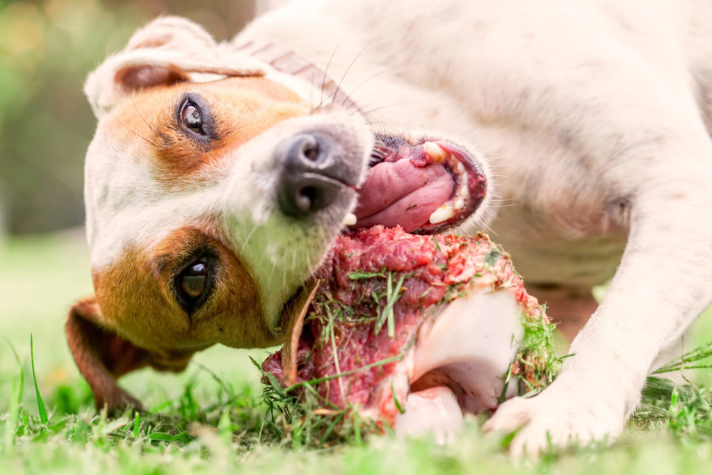 régime barf pour chien