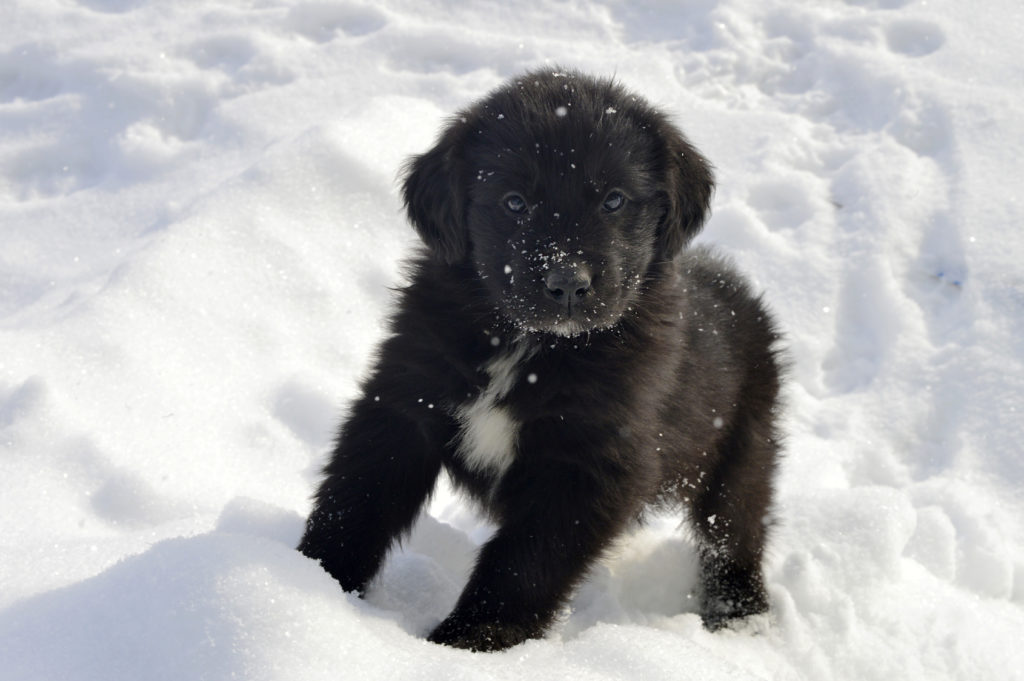 chiot Terre-Neuve chiot Terre-Neuve