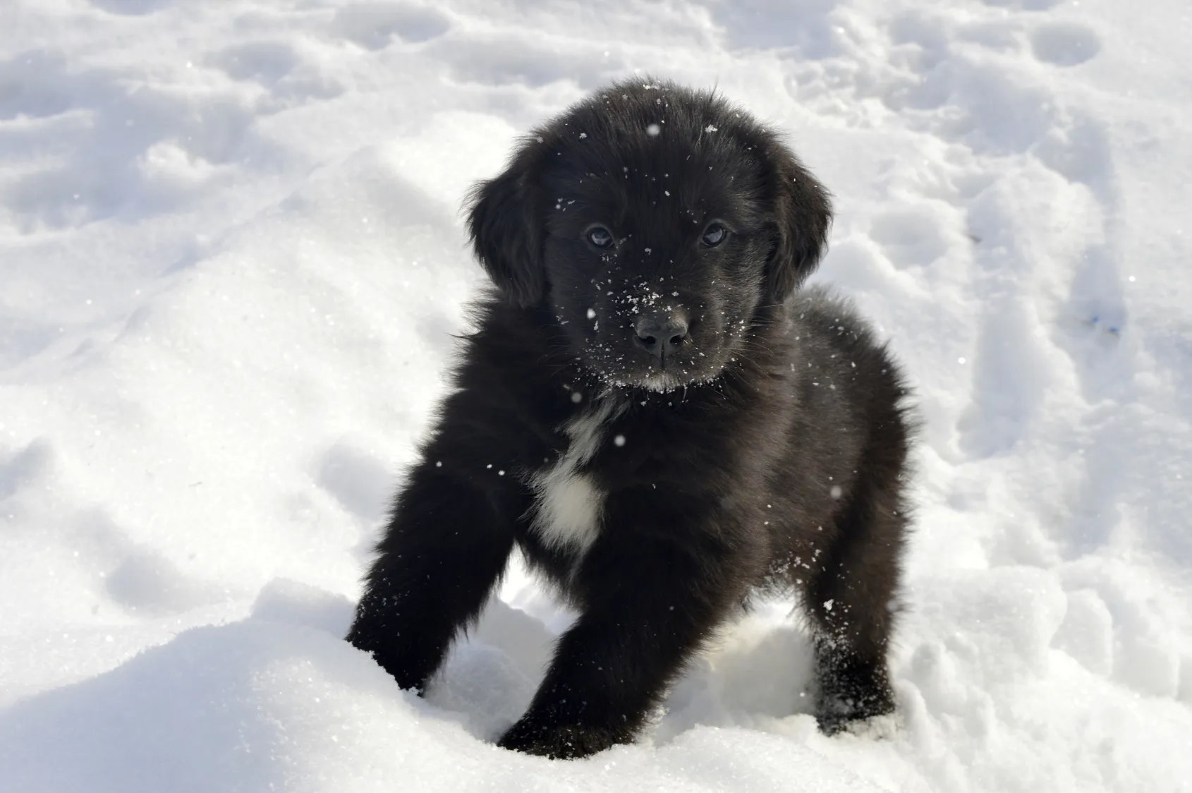 chiot Terre-Neuve chiot Terre-Neuve