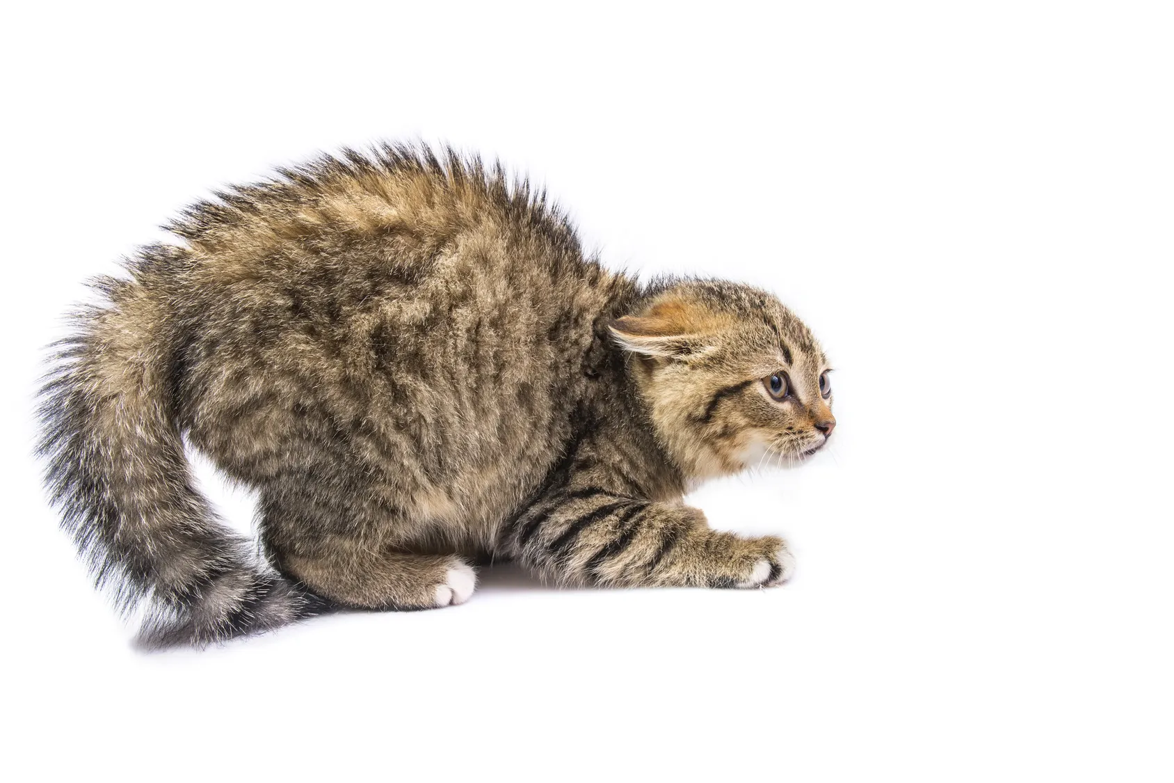 chat peureux chat peureux