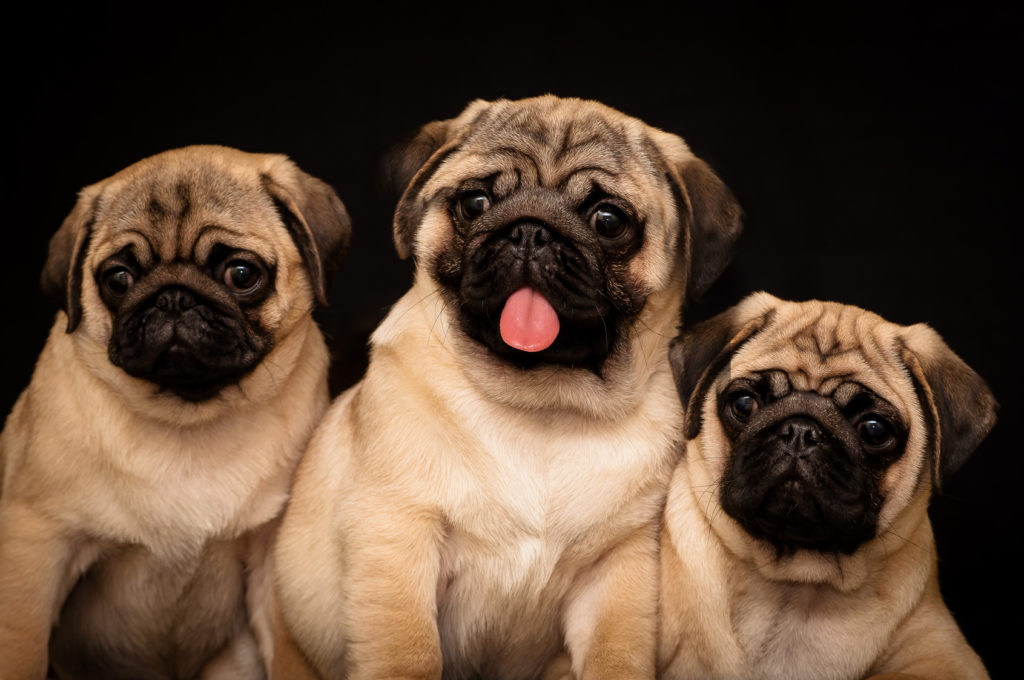 Three Pugs carlin chiots
