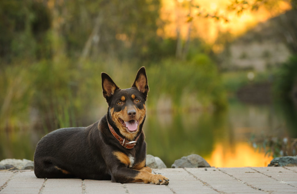 kelpie australien