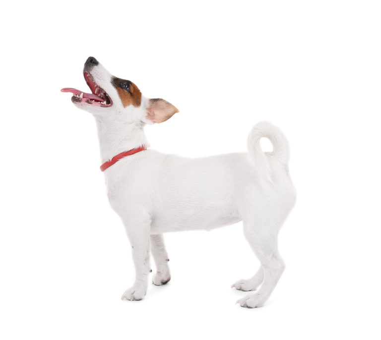 Jack Russell Terrier, isolated on white