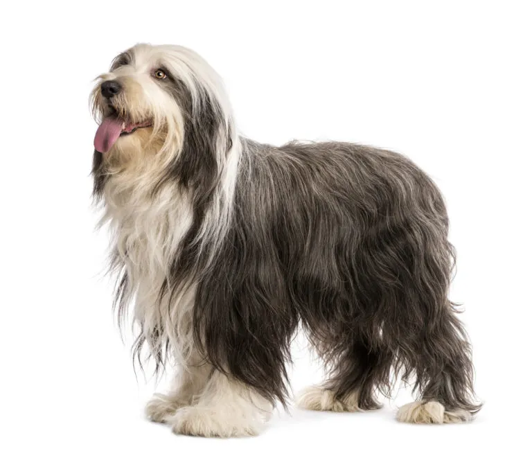 Bearded Collie Bearded Collie